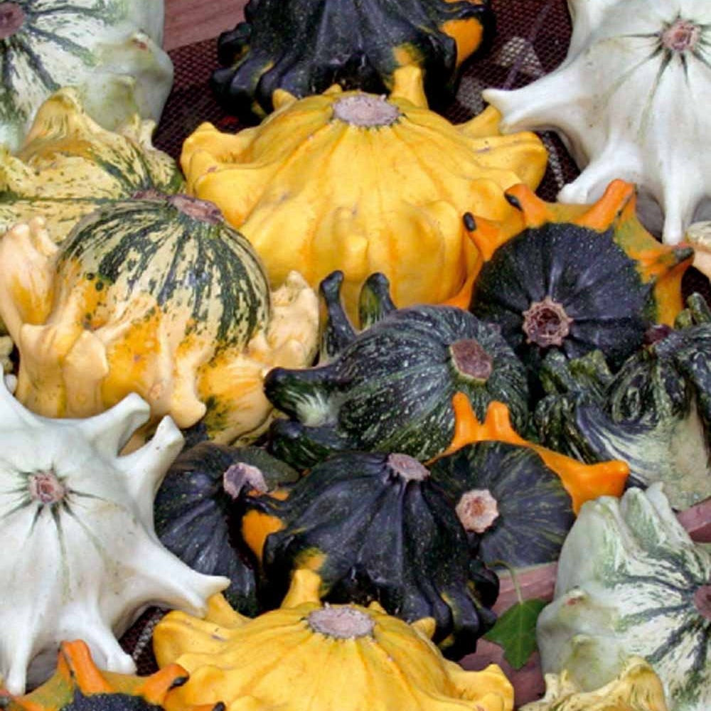 Sierpompoen Mix 'Shenot' - Willemse