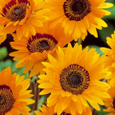 Venidium Prince of Orange - Willemse