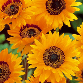 Venidium Prince of Orange - Willemse