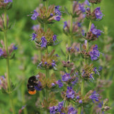 Honingzaden Mix - Bio - Willemse