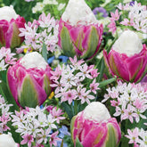 Bloembollenmix 'Tulp 'Ice Cream'& Allium 'Cameleon' (x15) - Willemse