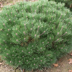 Zwarte den 'Pierrick Brégeon' - Pinus nigra Pierrick Brégeon - Willemse