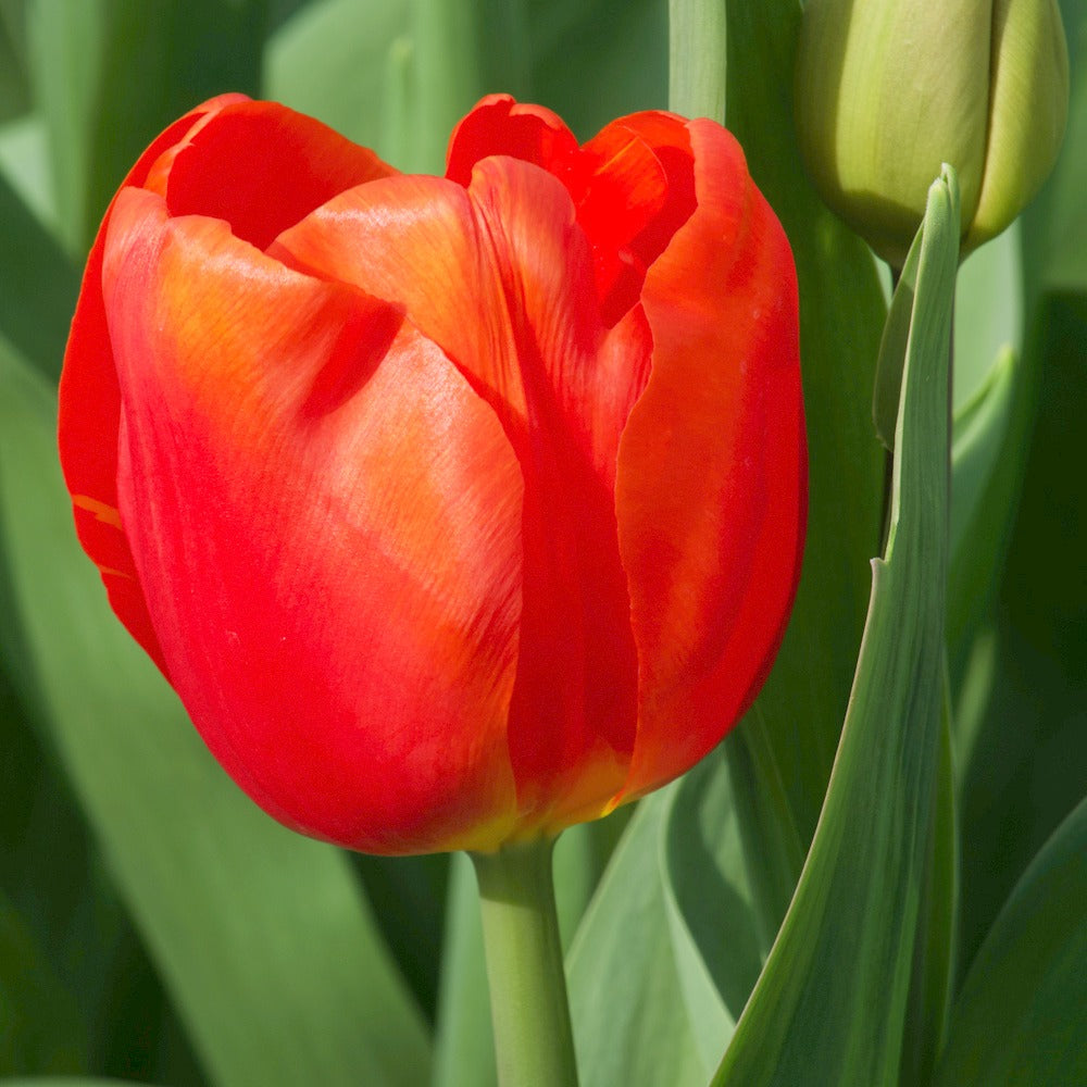 Tulpen Triomphe Cadans (x10) - Willemse