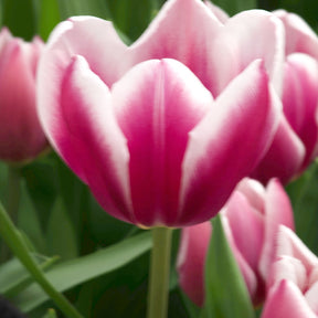 Tulpen Triomphe Synaeda blue (x10) - Tulipa Synaeda Blue - Willemse