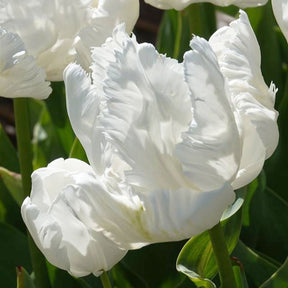 Papegaaitulpen White Parrot (x7) - Tulipa 'white parrot' - Willemse