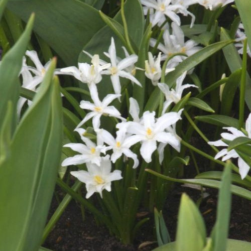 Sneeuwglorie 'Luciliae alba' (x20) - Chionodoxa Luciliae Alba - Willemse