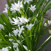 Sneeuwglorie 'Luciliae alba' (x20) - Willemse