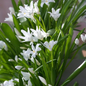 Sneeuwglorie 'Luciliae alba' (x20) - Willemse