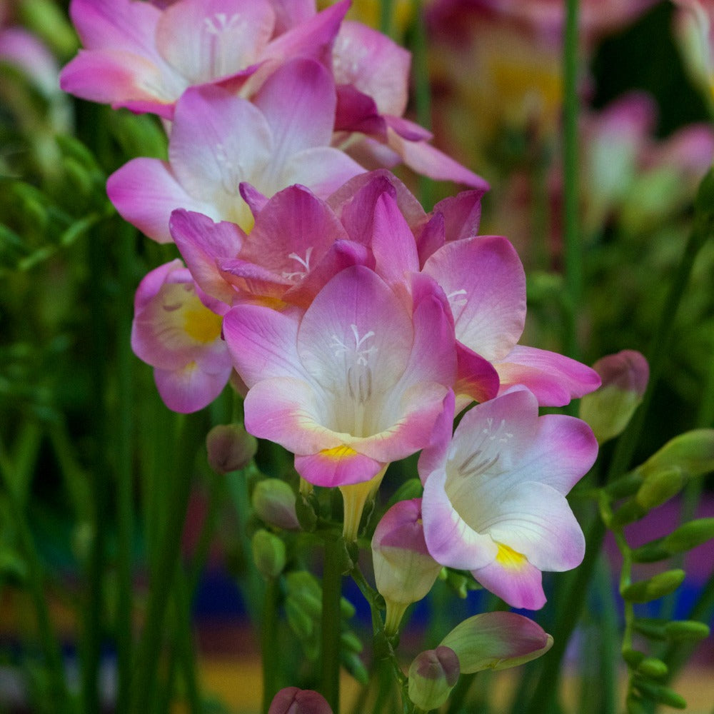 Enkele Roze Freesia - Willemse