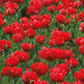 Dubbele rode Tulpen - Abba (x7) - Willemse