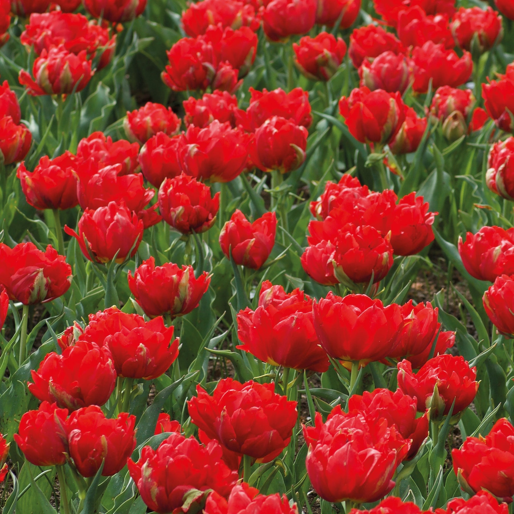 Dubbele rode Tulpen - Abba (x7) - Willemse
