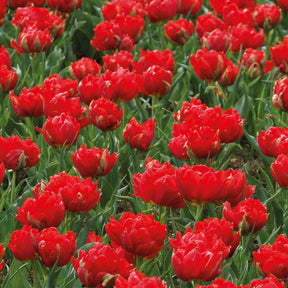 Dubbele rode Tulpen - Abba (x7) - Willemse