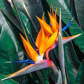 Paradijsvogelbloem Strelitzia - Strelitzia reginae - Willemse