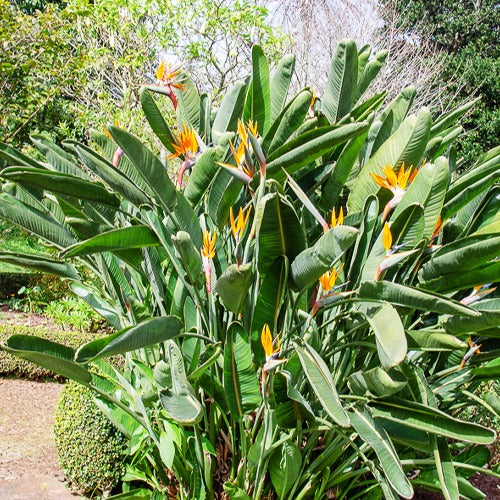 Paradijsvogelbloem Strelitzia - Willemse