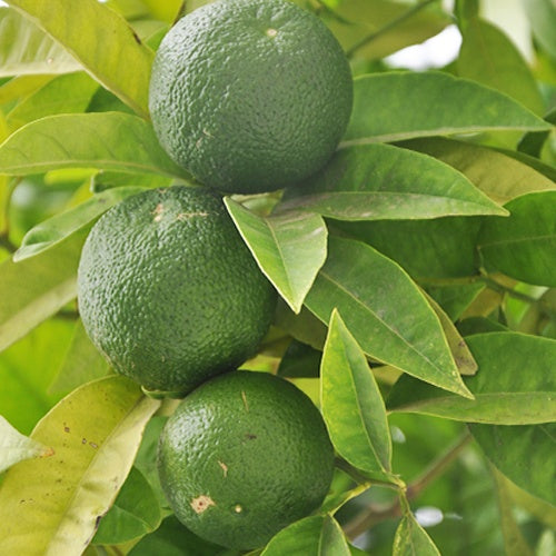 Citrus aurantifolia - Limoenboom - Citrusvruchten