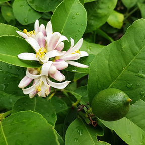 Limoenboom - Citrus aurantifolia - Willemse