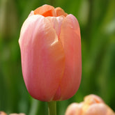 Tulpen Menton - Tulipa 'menton' - Willemse