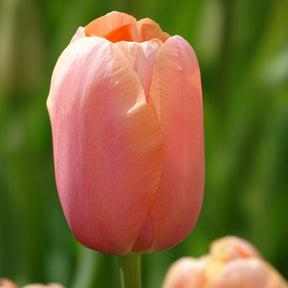 Tulpen Menton - Willemse
