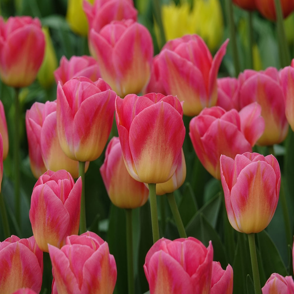 Tulpen Triomphe Tom Pouce - Tulipa 'tom pouce' - Willemse