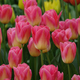 Tulpen Triomphe Tom Pouce - Tulipa 'tom pouce' - Willemse