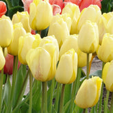 Tulpen Darwin Golden parade - Tulipa 'golden parade' - Willemse