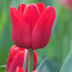 Tulpen Triomphe Ile de France - Willemse
