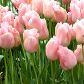 Tulpen Triomphe Apricot Beauty - Willemse