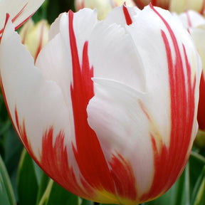 Tulpen Triomphe Carnaval de Rio - Tulipa 'carnaval de rio' - Willemse