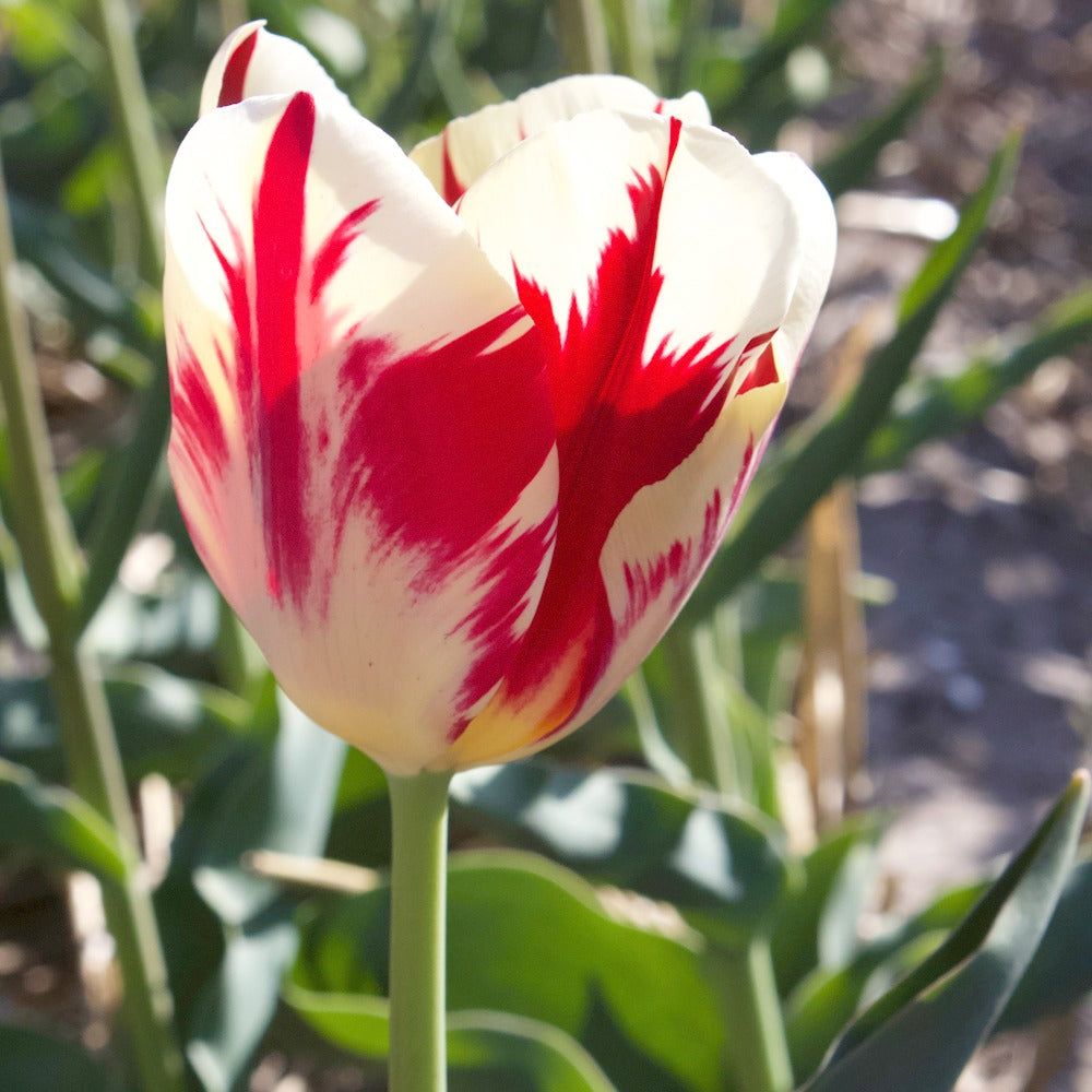 Tulpen Triomphe Carnaval de Rio - Willemse