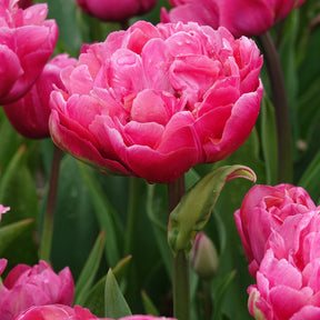 Dubbele tulpen Amazing Grace - Tulipa 'amazing grace' - Willemse