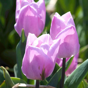Tulpen Triomphe Candy Prince - Tulipa 'candy prince' - Bloembollen