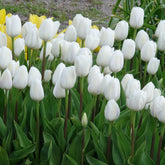 Tulpen Triomphe Royal Virgin - Tulipa 'royal virgin' - Willemse