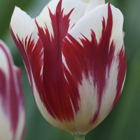 Tulpen Triomphe Grand Perfection - Willemse