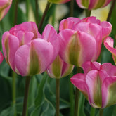 Tulpen Viridiflora Groenland - Tulipa 'groenland' - Willemse