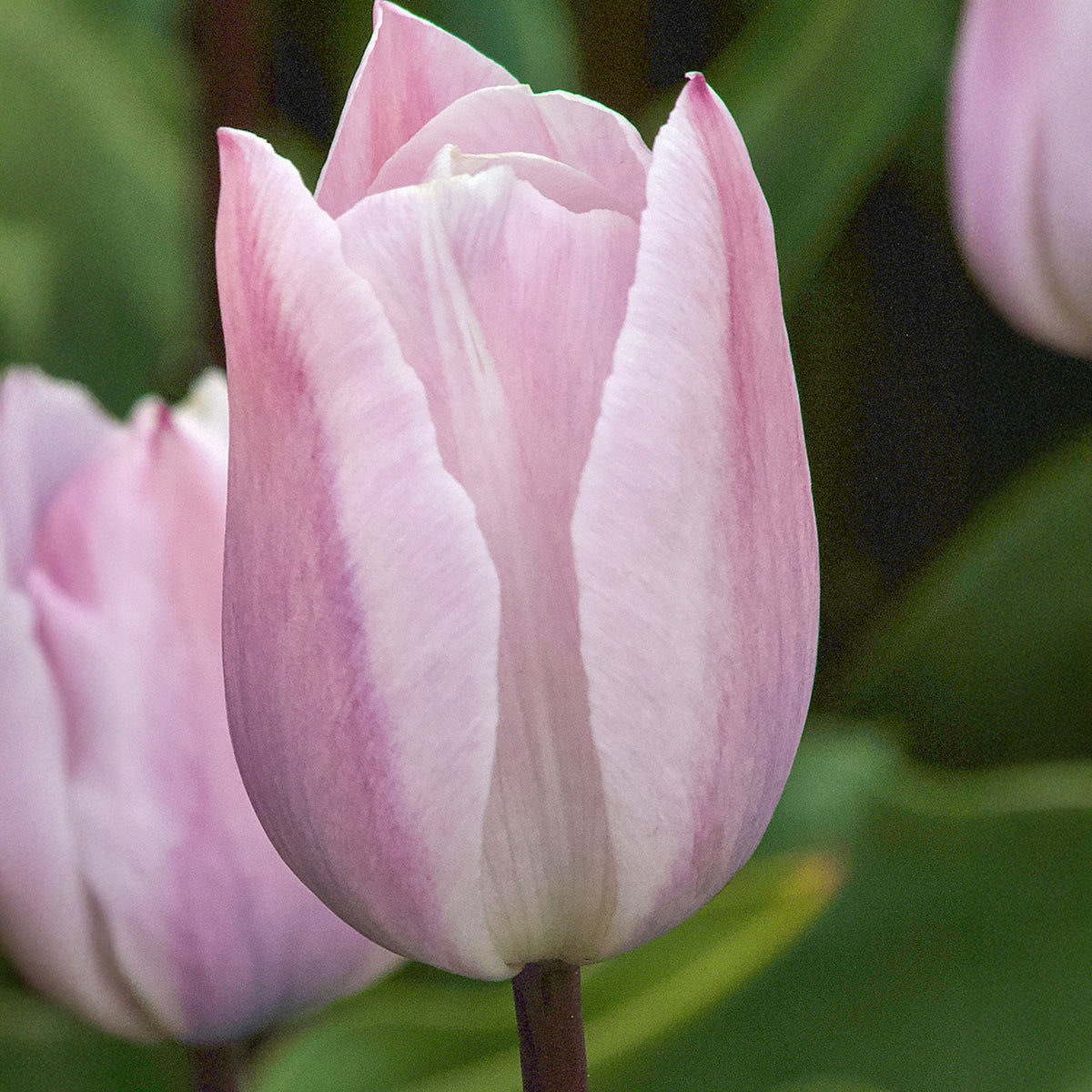 Tulpen Triomphe Silver Cloud - Willemse