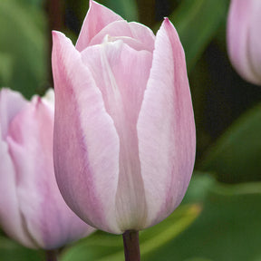 Tulpen Triomphe Silver Cloud - Willemse