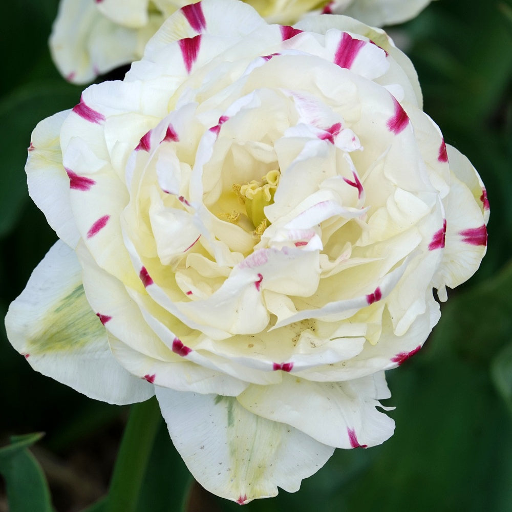 Dubbele tulpen Dance line - Tulipa 'dance line' - Willemse