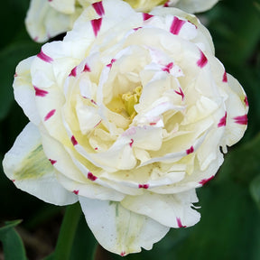 Dubbele tulpen Dance line - Tulipa 'dance line' - Willemse