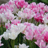 Tulpen Pluriflores Candy Club - Tulipa Candy Club - Willemse