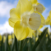 Narcissen met grote kroon Avalon (x5) - Willemse
