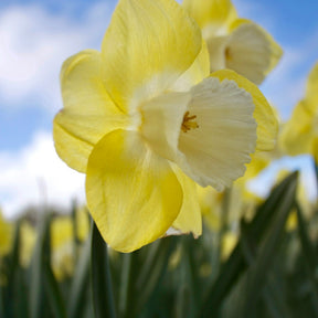 Narcissen met grote kroon Avalon (x5) - Willemse