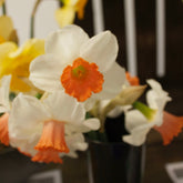 Narcissen Skype - Willemse