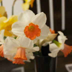 Narcissen Skype - Willemse