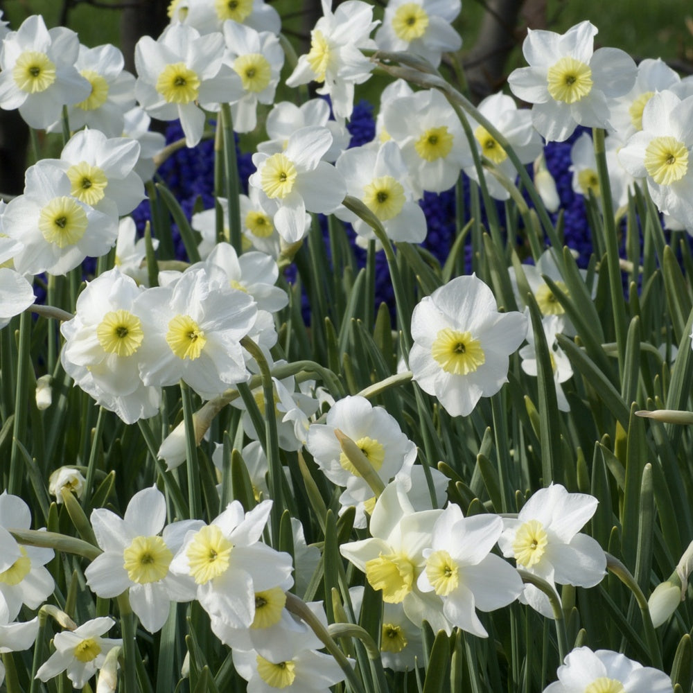 Narcissen Segovia (x5) - Narcissus 'segovia' - Bloembollen
