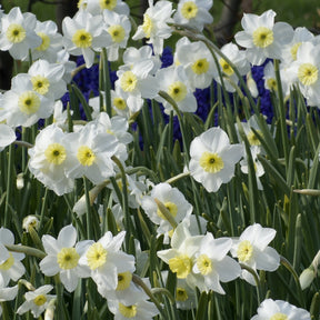 Narcissen Segovia (x5) - Narcissus 'segovia' - Bloembollen