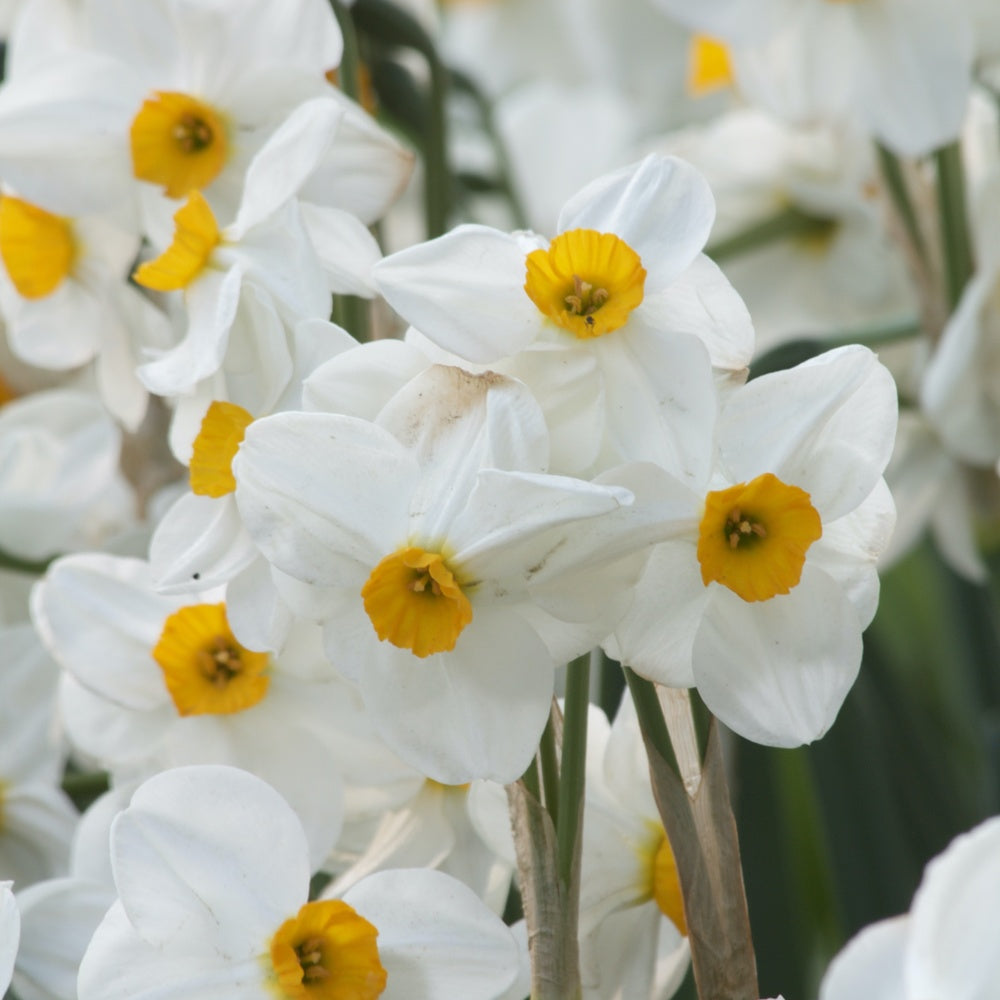 Narcissen Geranium (x5) - Narcissus 'geranium' - Willemse