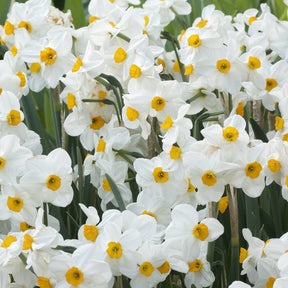 Narcissen Geranium (x5) - Willemse