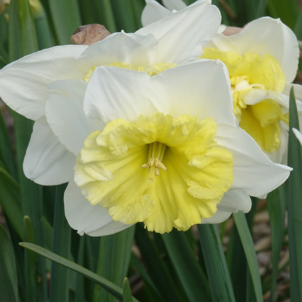 Narcissus 'ice follies' - Narcissen met grote kroon Ice follies (x5) - Narcissen
