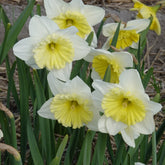 Narcissen met grote kroon Ice follies (x5) - Narcissus 'ice follies' - Willemse