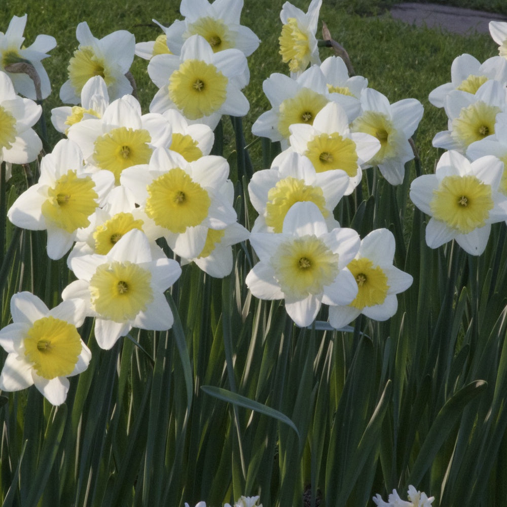 Narcissen met grote kroon Ice follies (x5) - Willemse